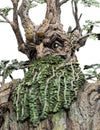 The Lord of the Rings - Leaflock the Ent 1/6 Scale Statue