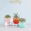Miffy: Tulip Series Blind Box (Single)