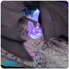 How to Train Your Dragon - Toothless on Light-Up Crystals Statue