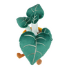 Honeymaru: Alocasia Black Velvet Succulent Plush (8