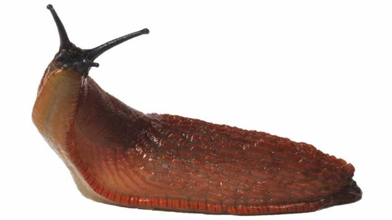 The Slug