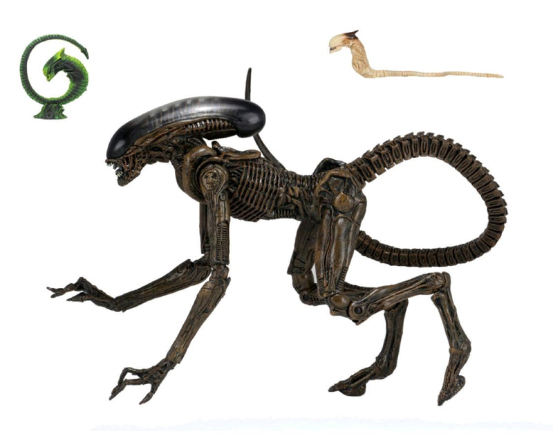 Alien - Dog Alien Ultimate 7