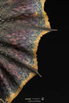Monster Hunter World - Nergigante Statue