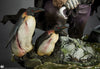Batman - The Penguin Premium Format Statue