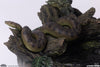 Myths &  Monsters - Gillman Maquette
