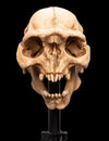 The Lord of the Rings - Skull of a Moria Orc Miniature Skull