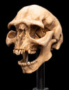 The Lord of the Rings - Skull of a Moria Orc Miniature Skull