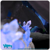 How to Train Your Dragon - Toothless on Light-Up Crystals Statue